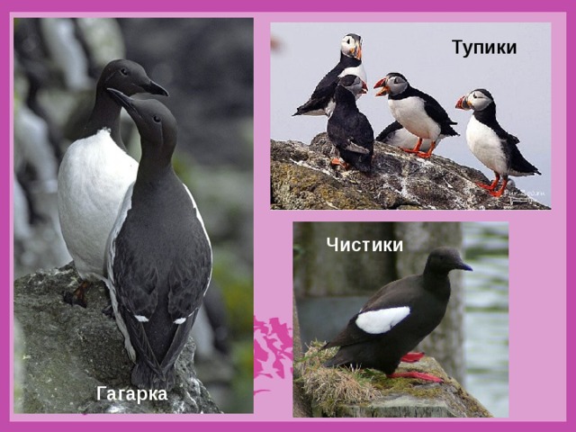 Тупики Чистики Гагарка 