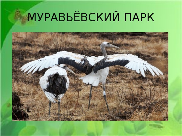 МУРАВЬЁВСКИЙ ПАРК 
