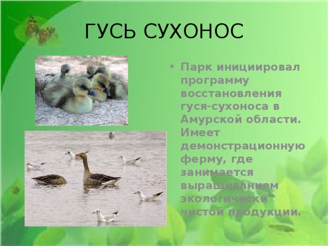 ГУСЬ СУХОНОС Парк инициировал программу восстановления гуся-сухоноса в Амурской области. Имеет демонстрационную ферму, где занимается выращиванием экологически чистой продукции. 