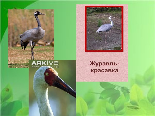 Серый  