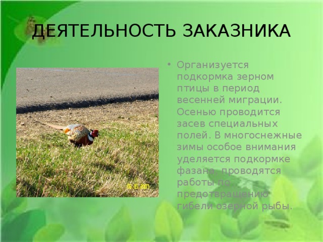 ДЕЯТЕЛЬНОСТЬ ЗАКАЗНИКА Организуется подкормка зерном птицы в период весенней миграции. Осенью проводится засев специальных полей. В многоснежные зимы особое внимания уделяется подкормке фазана, проводятся работы по предотвращению гибели озерной рыбы. 