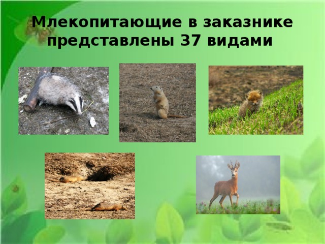 Млекопитающие в заказнике представлены 37 видами 