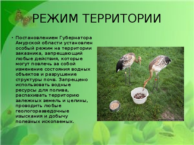 РЕЖИМ ТЕРРИТОРИИ Постановлением Губернатора Амурской области установлен особый режим на территории заказника, запрещающий любые действия, которые могут повлечь за собой изменение состояния водных объектов и разрушение структуры почв. Запрещено использовать водные ресурсы для полива, распахивать территорию залежных земель и целины, проводить любые геологоразведочные изыскания и добычу полезных ископаемых. 