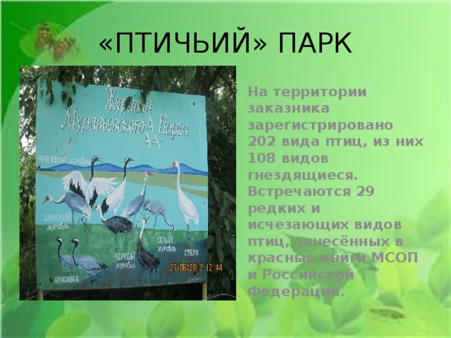 «ПТИЧЬИЙ» ПАРК На территории заказника зарегистрировано 202 вида птиц, из них 108 видов гнездящиеся. Встречаются 29 редких и исчезающих видов птиц, занесённых в красные книги МСОП и Российской Федерации. 