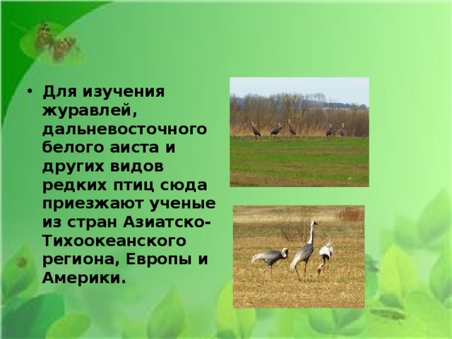 Для изучения журавлей, дальневосточного белого аиста и других видов редких птиц сюда приезжают ученые из стран Азиатско-Тихоокеанского региона, Европы и Америки. 