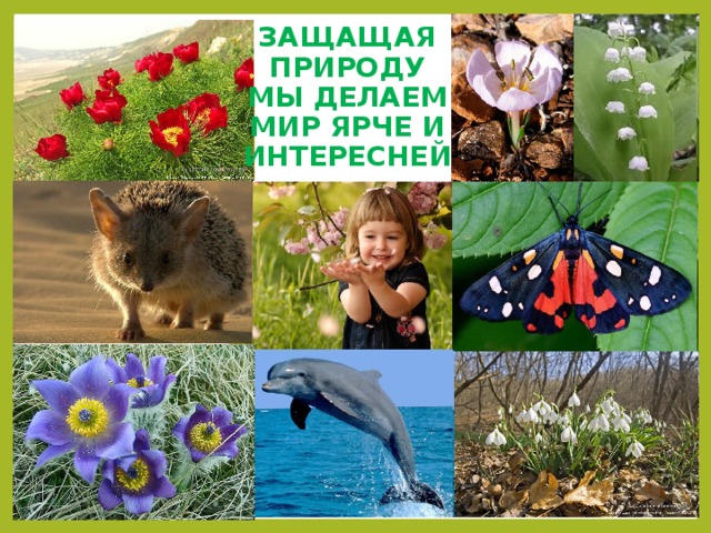 ЗАЩАЩАЯ ПРИРОДУ МЫ ДЕЛАЕМ МИР ЯРЧЕ И ИНТЕРЕСНЕЙ  