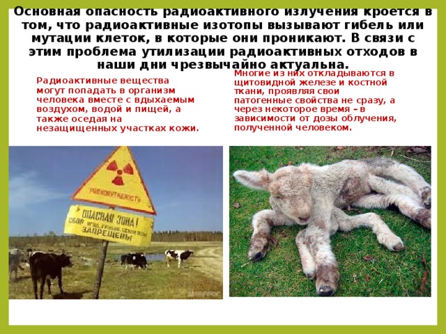 Основная опасность радиоактивного излучения кроется в том, что радиоактивные изотопы вызывают гибель или мутации клеток, в которые они проникают. В связи с этим проблема утилизации радиоактивных отходов в наши дни чрезвычайно актуальна. Многие из них откладываются в щитовидной железе и костной ткани, проявляя свои патогенные свойства не сразу, а через некоторое время – в зависимости от дозы облучения, полученной человеком. Радиоактивные вещества могут попадать в организм человека вместе с вдыхаемым воздухом, водой и пищей, а также оседая на незащищенных участках кожи. 