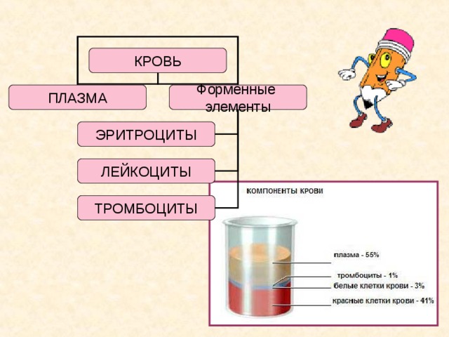 КРОВЬ ПЛАЗМА Форменные элементы ЭРИТРОЦИТЫ ЛЕЙКОЦИТЫ ТРОМБОЦИТЫ 11 11 