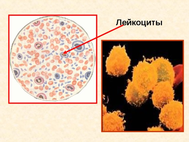 Лейкоциты 11 11 