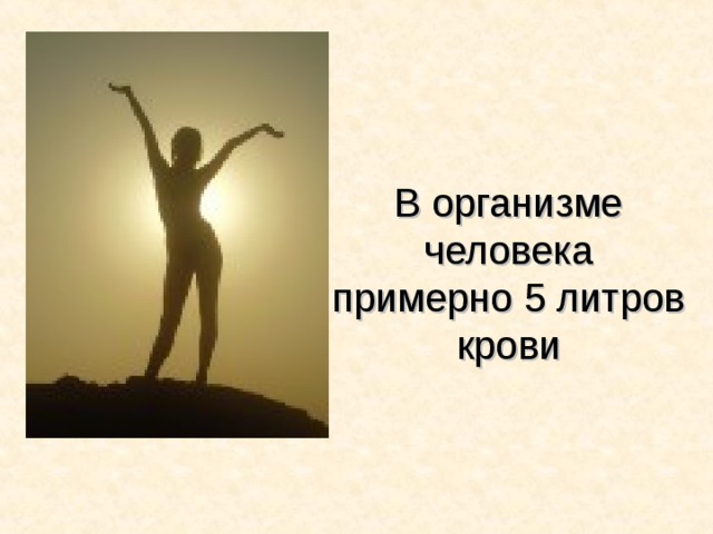 В организме человека примерно 5 литров крови   