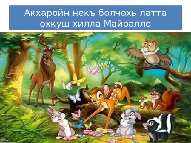 Акхаройн некъ болчохь латта охкуш хилла Майралло 