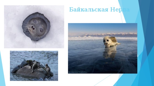 Байкальская Нерпа 