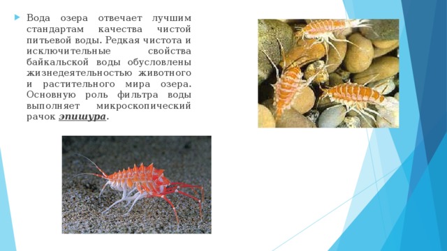 Вода озера отвечает лучшим стандартам качества чистой питьевой воды. Редкая чистота и исключительные свойства байкальской воды обусловлены жизнедеятельностью животного и растительного мира озера. Основную роль фильтра воды выполняет микроскопический рачок эпишура . 