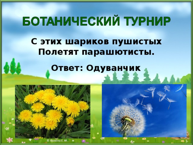 С этих шариков пушистых Полетят парашютисты. Ответ: Одуванчик 