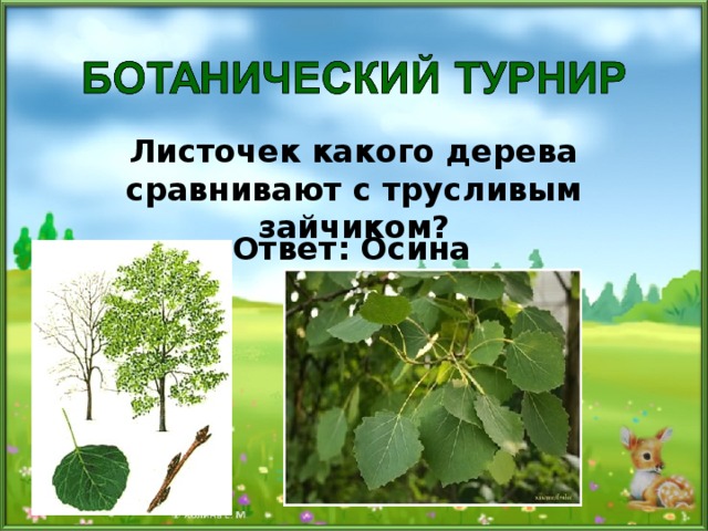 Листочек какого дерева сравнивают с трусливым зайчиком? Ответ: Осина 