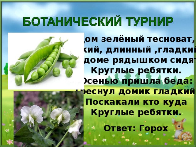 Дом зелёный тесноват, Узкий, длинный ,гладкий. В доме рядышком сидят  Круглые ребятки. Осенью пришла беда: Треснул домик гладкий. Поскакали кто куда Круглые ребятки. Ответ: Горох 