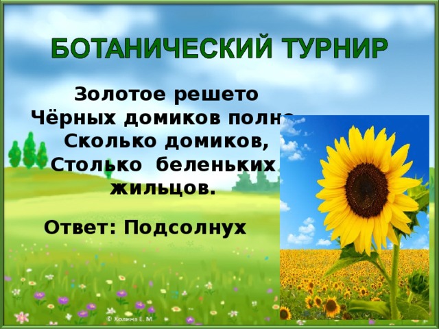 Золотое решето Чёрных домиков полно. Сколько домиков, Столько  беленьких жильцов.  Ответ: Подсолнух 