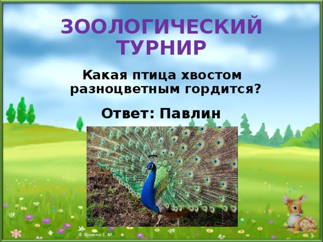 ЗООЛОГИЧЕСКИЙ ТУРНИР Какая птица хвостом разноцветным гордится? Ответ: Павлин 