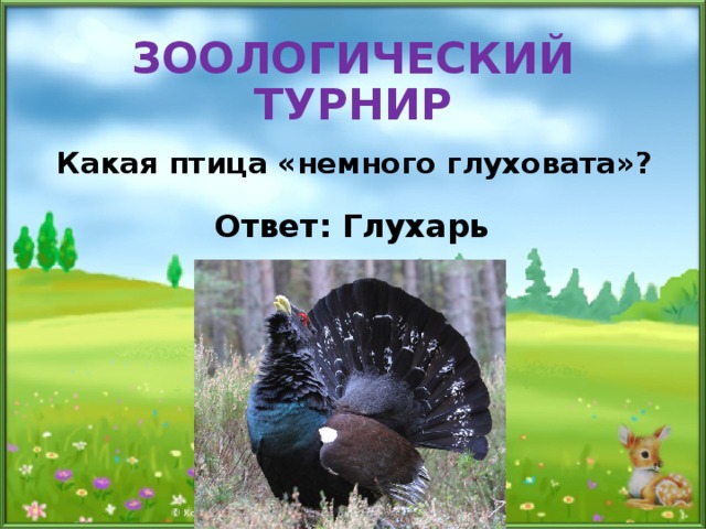 ЗООЛОГИЧЕСКИЙ ТУРНИР Какая птица «немного глуховата»? Ответ: Глухарь 