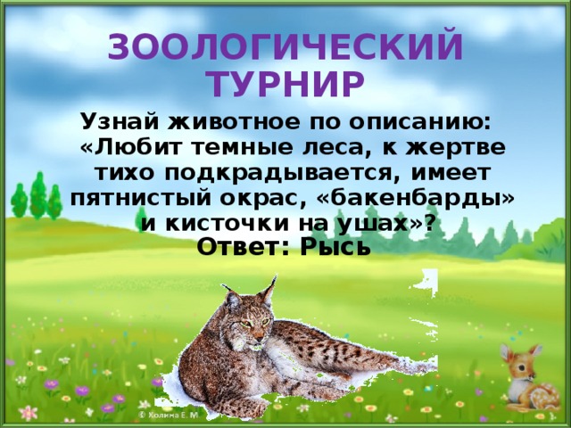 ЗООЛОГИЧЕСКИЙ ТУРНИР Узнай животное по описанию: «Любит темные леса, к жертве тихо подкрадывается, имеет пятнистый окрас, «бакенбарды» и кисточки на ушах»? Ответ: Рысь 