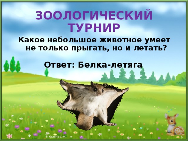 ЗООЛОГИЧЕСКИЙ ТУРНИР Какое небольшое животное умеет не только прыгать, но и летать? Ответ: Белка-летяга 