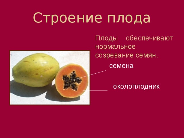 Строение плода Плоды обеспечивают нормальное созревание семян.  семена  околоплодник 