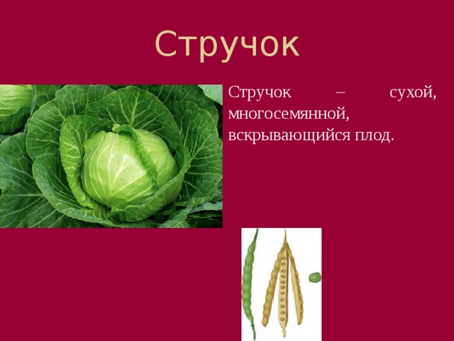 Стручок Стручок – сухой, многосемянной, вскрывающийся плод. А вот плоды, которые образуются после цветения капусты, редьки, ярутки, действительно, называются стручками.   Между их створками есть перегородка, к которой и прикрепляются семена.  