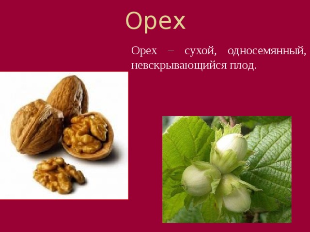Орех Орех – сухой, односемянный, невскрывающийся плод. А вот об эти лесные орешки вполне можно сломать зубы. Пожалуй, оставим это лакомство белкам. Скорлупа орешков (их околоплодник) одревесневшая и жесткая. У орешка внутри спрятано одно семя.  