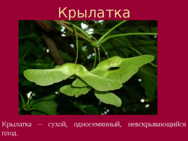 Крылатка Плод березы похож на семянку. Он снабжен крылышками и называется крылаткой. Благодаря крылышкам плоды хорошо разносятся ветром. Крылатка – сухой, односемянный, невскрывающийся плод.  