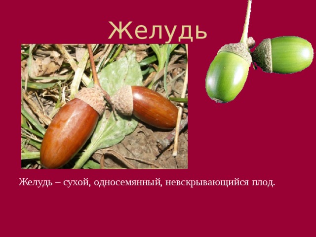 Желудь Желудь похож на орех, но оболочка у него обычно кожистая. В основании желудя расположена плюска из сросшихся прицветников. Желудь – сухой, односемянный, невскрывающийся плод.  