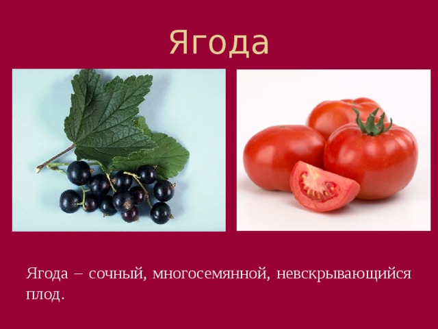 Ягода А теперь посмотри на эти плоды. Узнаешь? Конечно, это смородина. Плоды смородины называются ягодами. В ягодах много семян, которые погружены в сочную мякоть околоплодника.   Ягоды есть у брусники, черники, помидора, винограда. Ягода – сочный, многосемянной, невскрывающийся плод.  