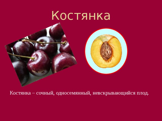 Костянка Начнем, пожалуй, с костянки. Такие плоды имеют сочную мякоть, в центре которой находится твердая косточка. Плод костянку имеют такие растения как абрикос, черёмуха, слива. Костянка – сочный, односемянный, невскрывающийся плод.  