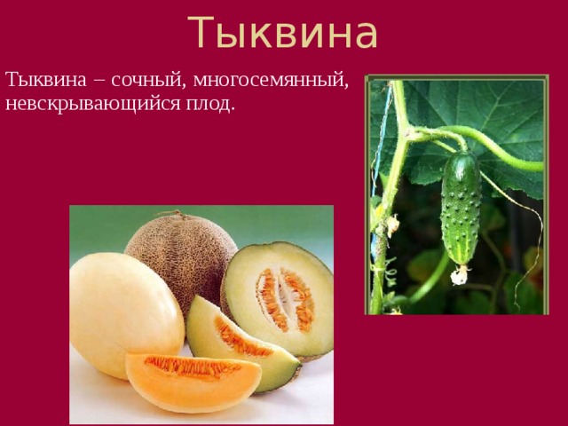 Тыквина Тыквина – сочный, многосемянный, невскрывающийся плод. Тыквина ещё один сочный многосемянной плод, семена лежат в сочной мякоти плода, наружный слой околоплодника деревянистый. Встречается у растений тыква, огурец, арбуз.  