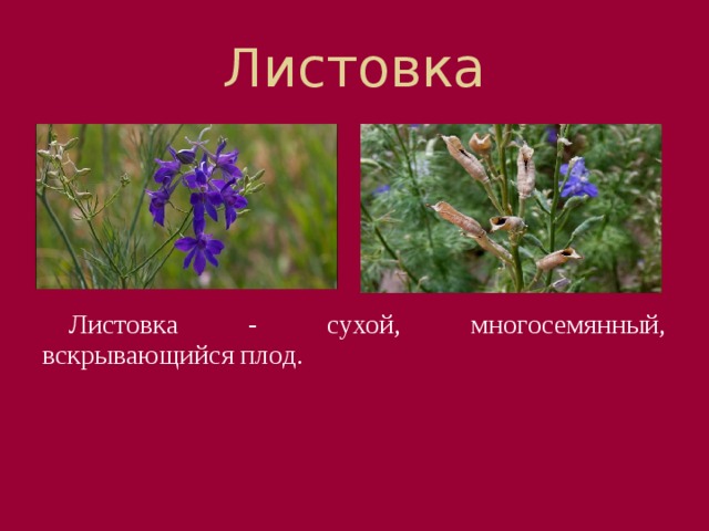 Листовка Листовка - сухой, многосемянный, вскрывающийся плод. 