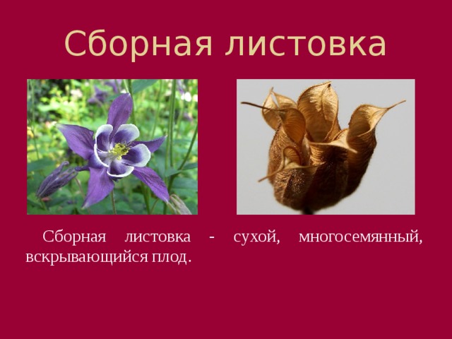 Сборная листовка Сборная листовка - сухой, многосемянный, вскрывающийся плод. 