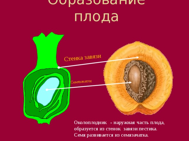 Стенка завязи Семязачаток Образование плода   После оплодотворения из семязачатков развивается семя.   Из его покровов – семенная кожура   В это же время клетки стенки завязи начинают получать все больше и больше питательных веществ, и из них развивается околоплодник. У некоторых растений в образовании плодов принимают участие и другие части цветка. Околоплодник - наружная часть плода, образуется из стенок завязи пестика. Семя развивается из семязачатка.  