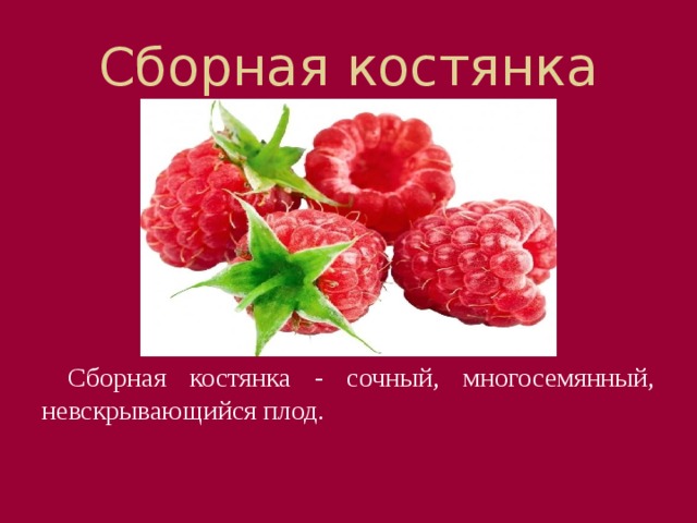 Сборная костянка Сборная костянка - сочный, многосемянный, невскрывающийся плод. 