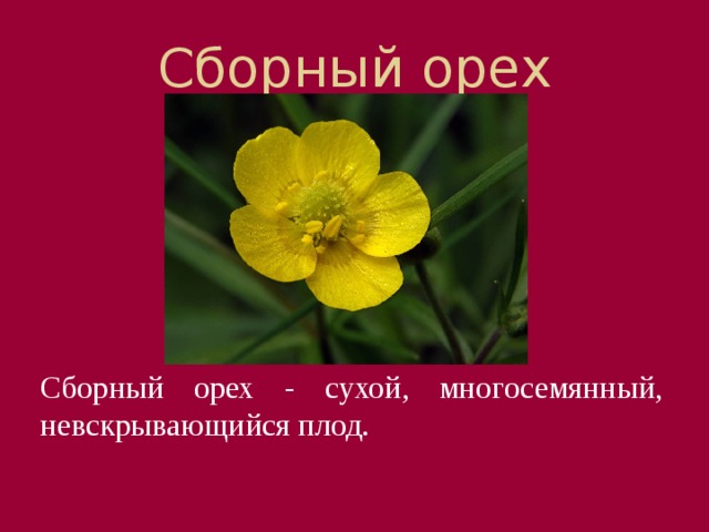 Сборный орех Сборный орех - сухой, многосемянный, невскрывающийся плод. 