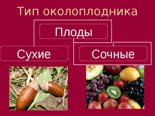 Тип околоплодника Плоды Сухие Сочные По количеству воды в околоплоднике плоды делятся на:   Сухие плоды имеют сухой, часто твердый околоплодник. Встречается много сухих плодов, имеющих дополнительные выросты для распространения при помощи ветра или животных.   Сочные плоды имеют мясистый околоплодник, содержащий много питательных веществ. (  домой)  