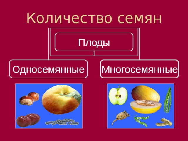Количество семян Плоды Односемянные Многосемянные По количеству содержащихся в них семян плоды можно подразделить на   Односемянные   Многосемянные Количество семян никогда не будет большим, чем количество семязачатков в завязи пестика. (  домой)  