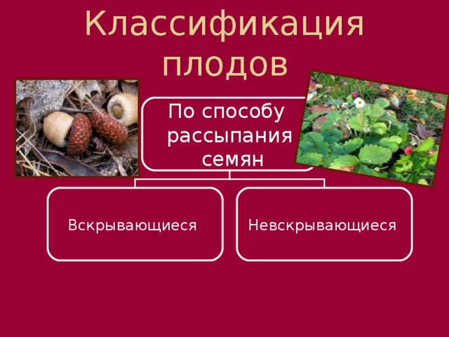 Классификация плодов По способу рассыпания  семян Вскрывающиеся Невскрывающиеся  