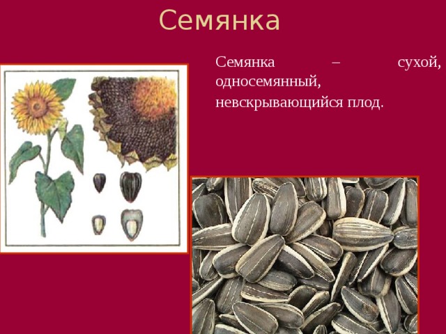 Семянка Семянка – сухой, односемянный, невскрывающийся плод . Вот растет подсолнух с уже созревшими семенами.   Аккуратно срежем его 