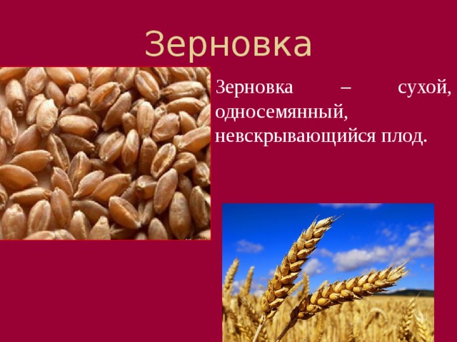 Зерновка Зерновка – сухой, односемянный, невскрывающийся плод. Плод зерновка образуется у пшеницы, ржи, кукурузы. Он сухой, и его околоплодник срастается с семенной кожурой или плотно прилегает к ней.  