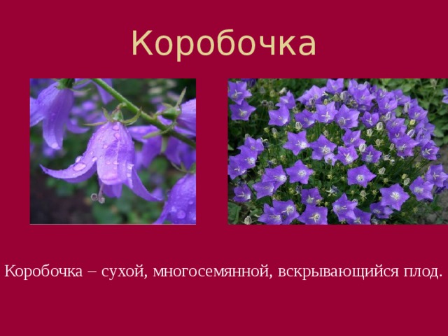 Коробочка Сухой плод, в котором созревает множество семян, называется 