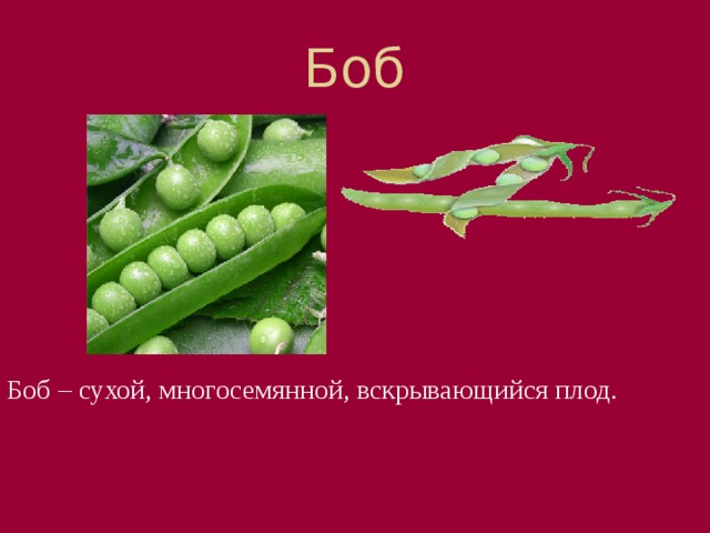 Боб А какие плоды у гороха? Обычно мы говорим, что это стручки. Однако, это ошибка. Плод, имеющий две створки, к которым прикрепляются семена, называется 