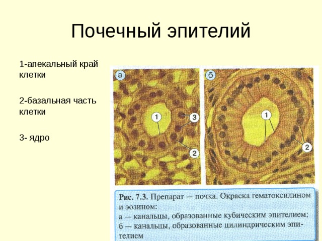1-апекальный край клетки 2-базальная часть клетки 3- ядро 