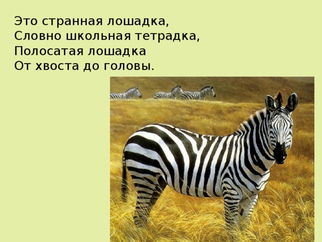 Это странная лошадка, Словно школьная тетрадка, Полосатая лошадка От хвоста до головы. 
