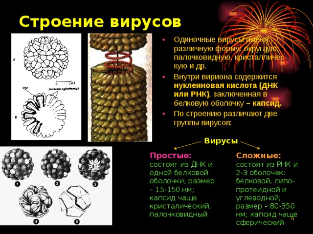 Строение вирусов Одиночные вирусы имеют различную форму: округлую, палочковидную, кристалличес-кую и др. Внутри вириона содержится нуклеиновая кислота (ДНК или РНК) , заключенная в белковую оболочку – капсид. По строению различают две группы вирусов: Вирусы Простые: состоят из ДНК и одной белковой оболочки; размер – 15-150 нм; капсид чаще кристалический, палочковидный Сложные: состоят из РНК и 2-3 оболочек: белковой, липо-протеидной и углеводной; размер – 80-350 нм; капсид чаще сферический  
