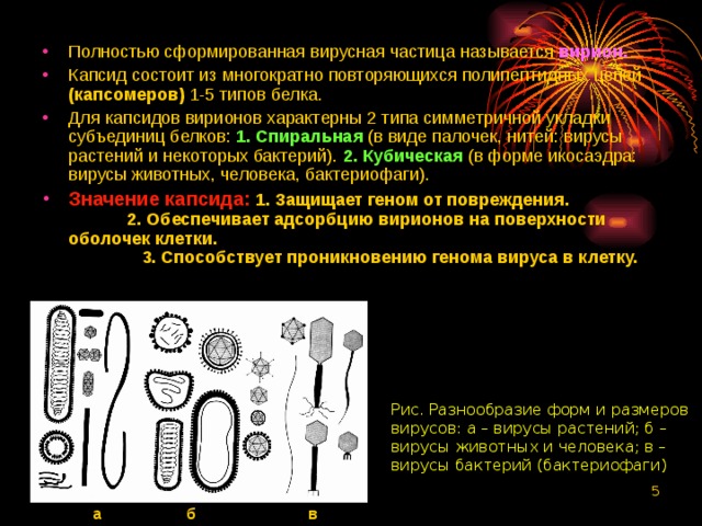 Полностью сформированная вирусная частица называется вирион.  Капсид состоит из многократно повторяющихся полипептидных цепей (капсомеров) 1-5 типов белка. Для капсидов вирионов характерны 2 типа симметричной укладки субъединиц белков: 1. Спиральная  (в виде палочек, нитей: вирусы растений и некоторых бактерий). 2. Кубическая  (в форме икосаэдра: вирусы животных, человека, бактериофаги). Значение капсида: 1. Защищает геном от повреждения. 2. Обеспечивает адсорбцию вирионов на поверхности оболочек клетки. 3. Способствует проникновению генома вируса в клетку. Рис. Разнообразие форм и размеров вирусов: а – вирусы растений; б – вирусы животных и человека; в – вирусы бактерий (бактериофаги)  а б в 