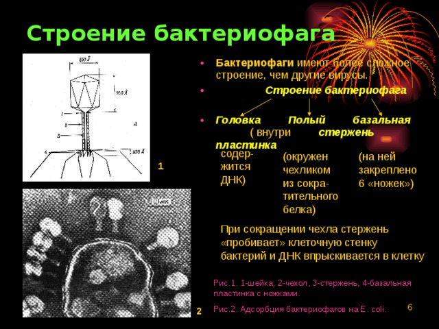 Строение бактериофага Бактериофаги имеют более сложное строение, чем другие вирусы.  Строение бактериофага  Головка Полый базальная ( внутри  стержень пластинка содер-жится ДНК) (окружен чехликом из сокра-тительного белка) (на ней закреплено 6 «ножек») 1 При сокращении чехла стержень «пробивает» клеточную стенку бактерий и ДНК впрыскивается в клетку Рис.1. 1-шейка, 2-чехол, 3-стержень, 4-базальная пластинка с ножками. Рис.2. Адсорбция бактериофагов на E. coli.  2 